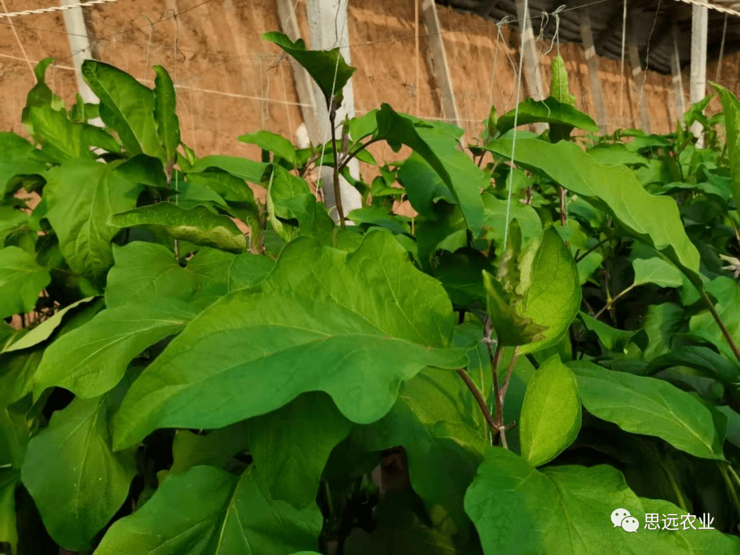 嚴格標準化,長茄生產