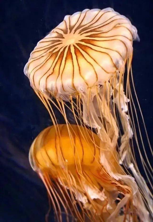 世界上最美的水母图片