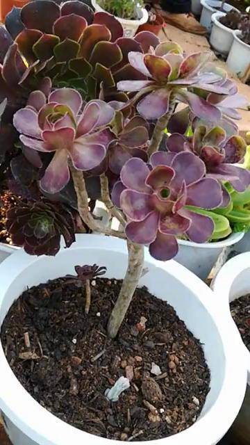 荷兰圆叶法师_荷兰