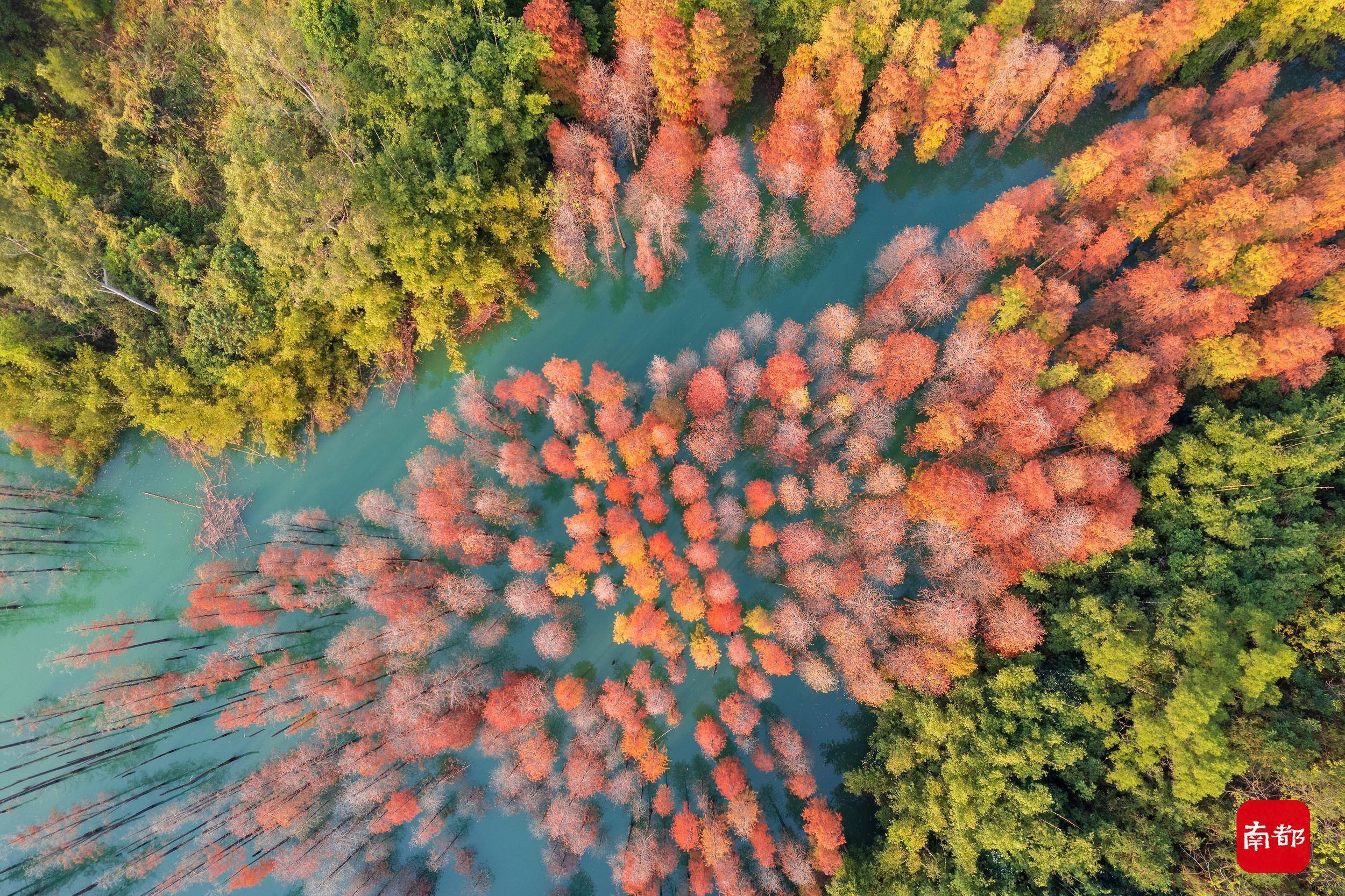 粉色|组图：广东秋色超长待机，近日多地红透，越冷越燃