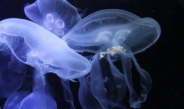 绚丽多彩的水母图大集合欣赏_世界_漂亮_花笠