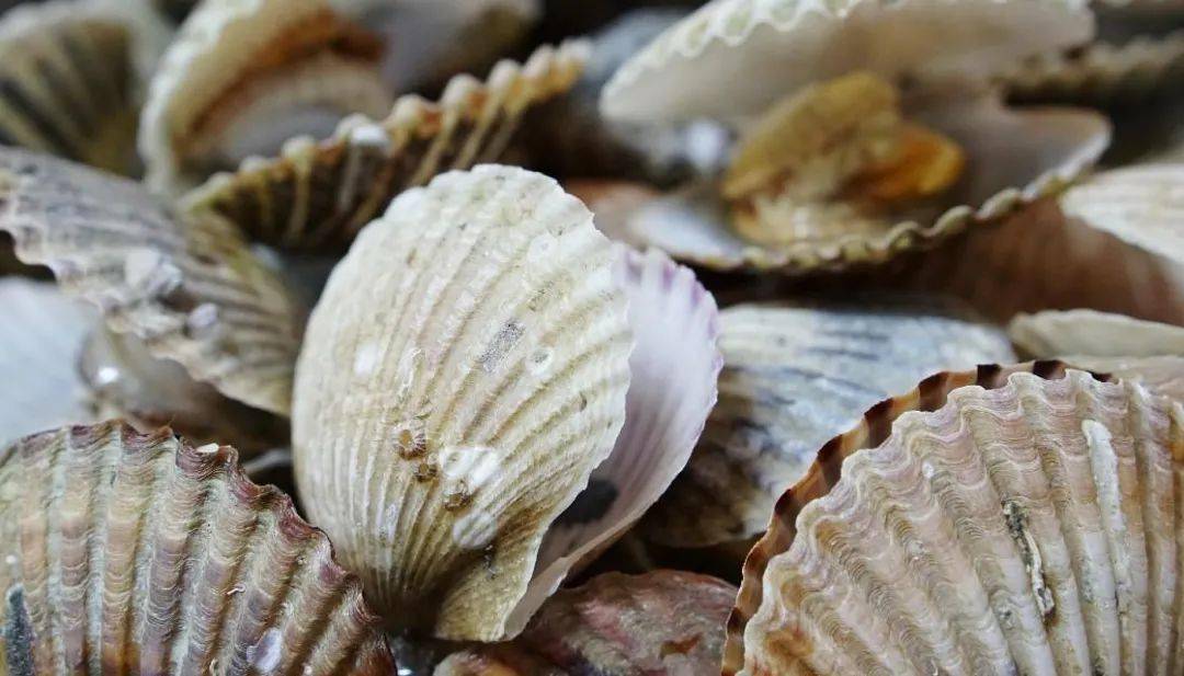 请勿食用新西兰这些贝类毒素超标3倍