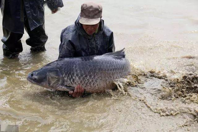 魚口想要抓得準,調漂一方面,瞭解魚的吃鉤方式才是關鍵_反饋_鯽魚_頓