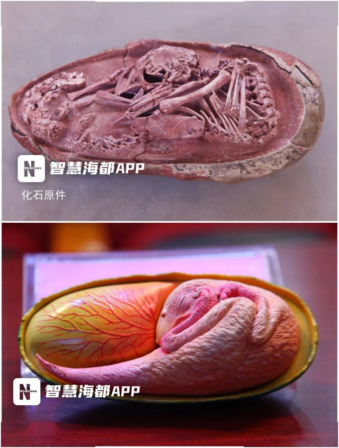 极其罕见全球最完整恐龙胚胎亮相福州