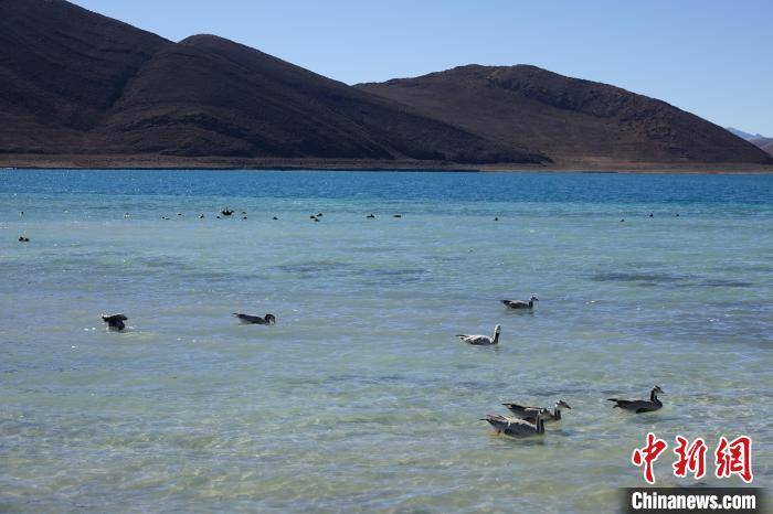 湖水|冬日羊卓雍措：湖水湛蓝，如诗如画