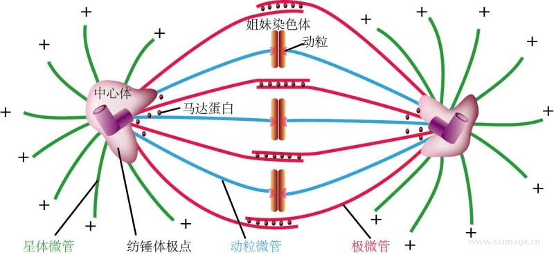 纺锤体模型图片