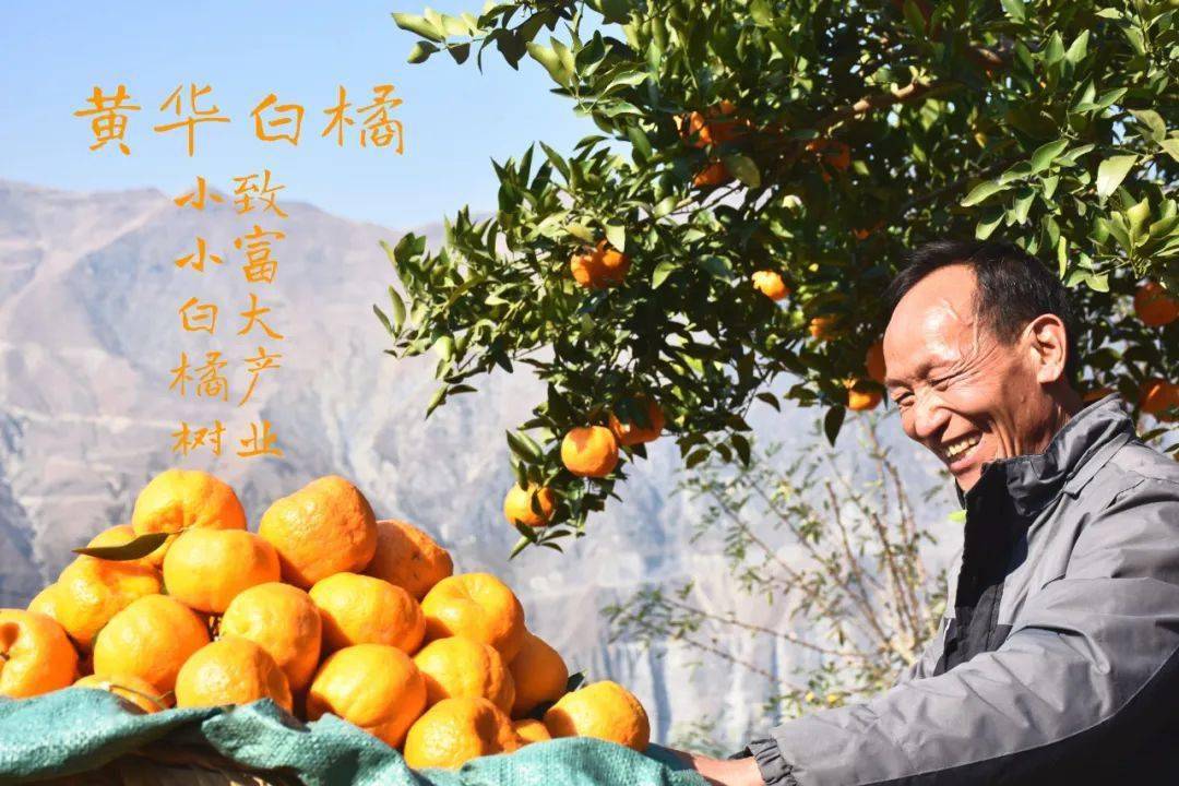 永善黄华金沙江畔果香飘白橘树下果农笑
