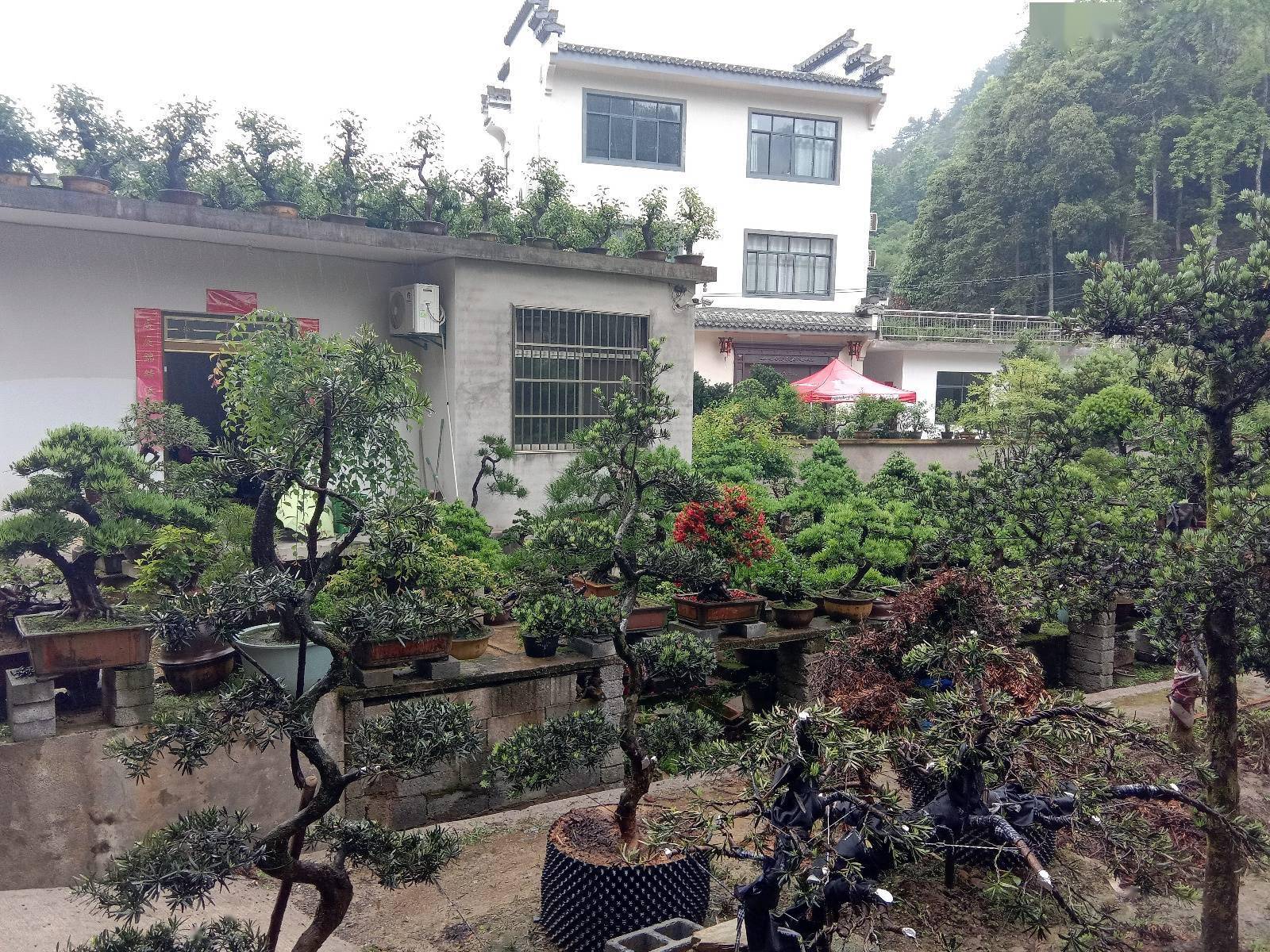 建設徽派盆景產業 旅遊產業的綜合服務體——賣花漁村徽派盆景小鎮