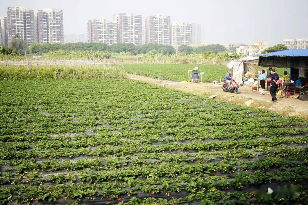 大良五沙沙坑草莓熟了