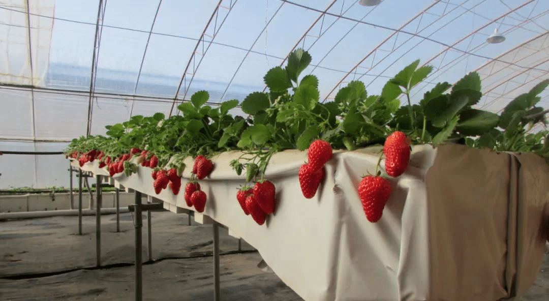 通州这家农场的草莓熟了,喝牛奶长大的草莓啥味?