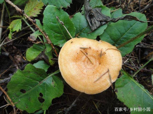 东北的四大炖中,排名第一的小鸡炖蘑菇,到底用的是哪种蘑菇?