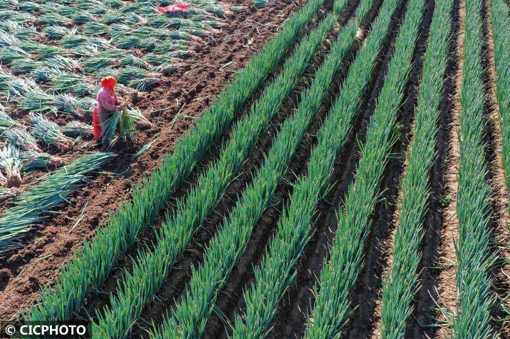 山东青州:大葱收获忙