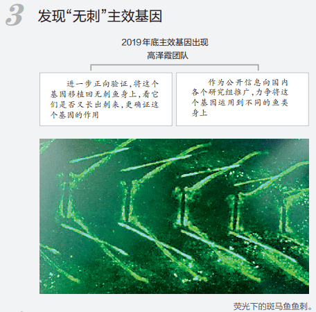 来源|吃鱼不挑刺？高校重大突破！网友有个大胆的想法......