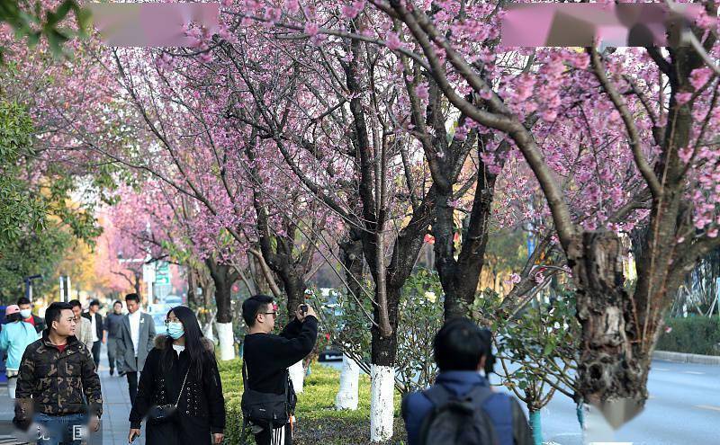 图片|昆明市冬季樱花如约绽放 烟霞似火