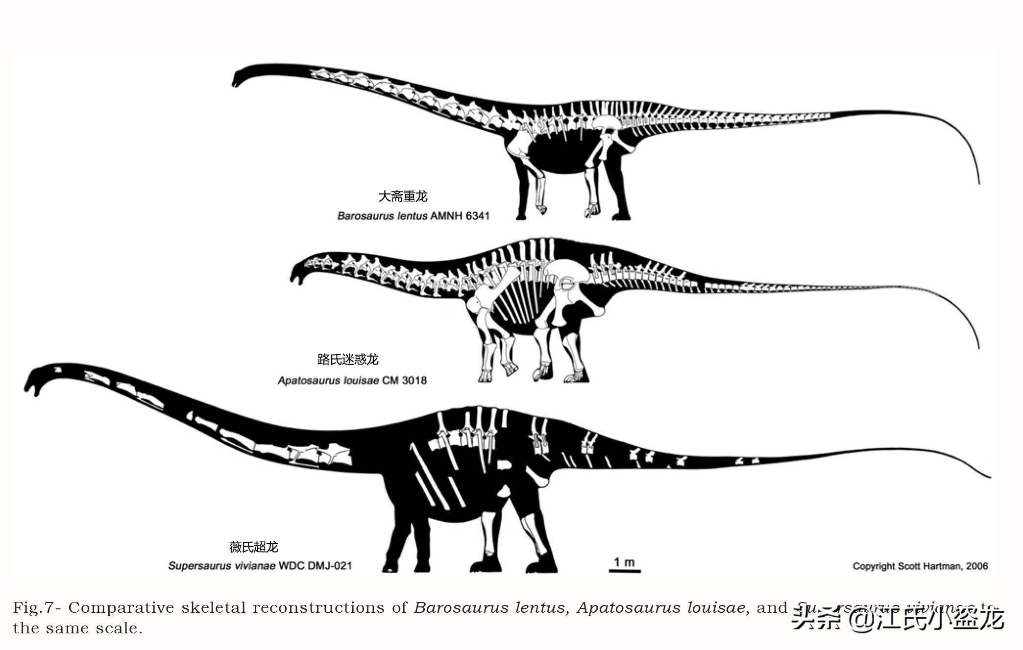 图注:超龙与重龙和迷惑龙的体型对比,图片来自网络图注:生活在莫里森