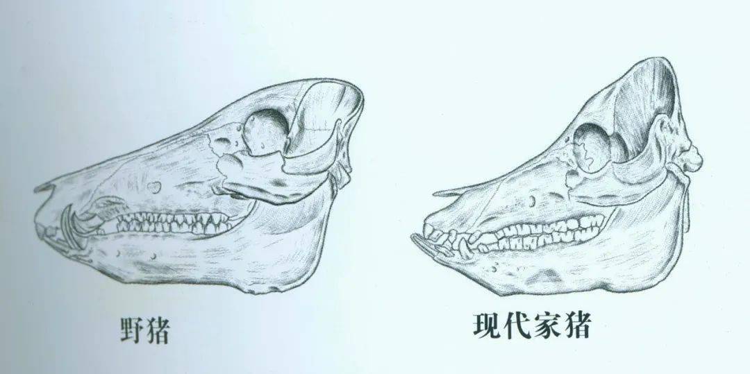 猪头骨结构解剖图图片