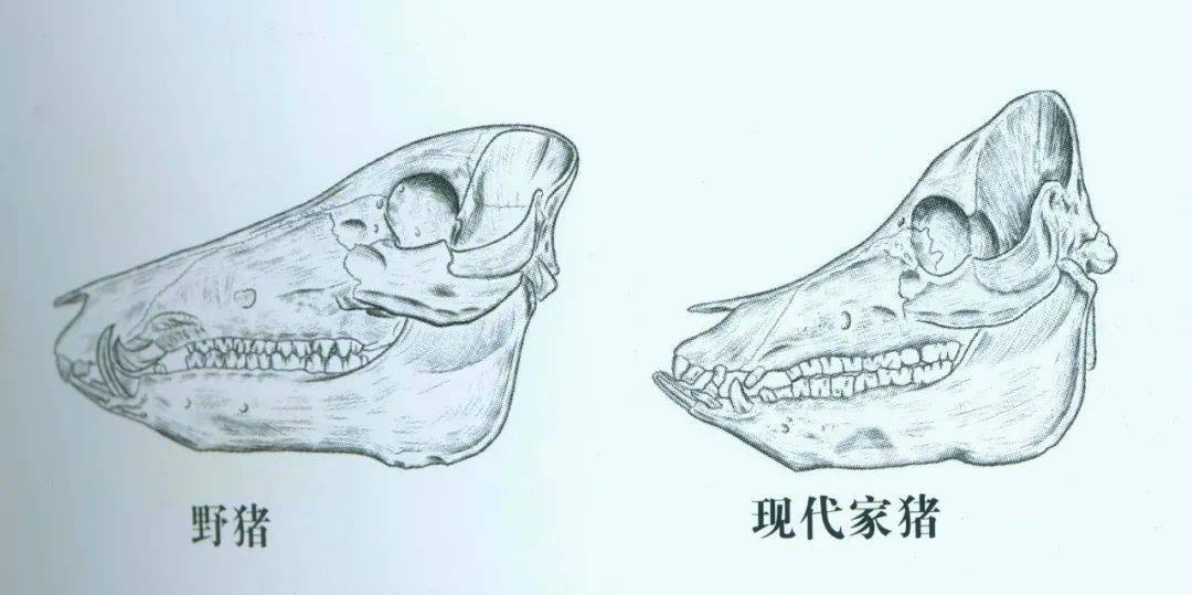 野猪的头骨结构图片图片