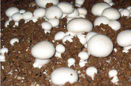 蘑菇为什么会自己发光 bb17a628aa364eadb330c34d58d9273e.jpeg