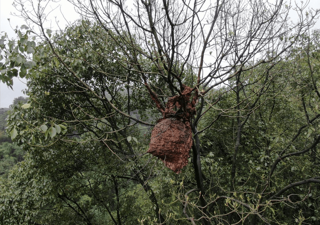 农民:毒死牛_马蜂窝_老汉_老伴
