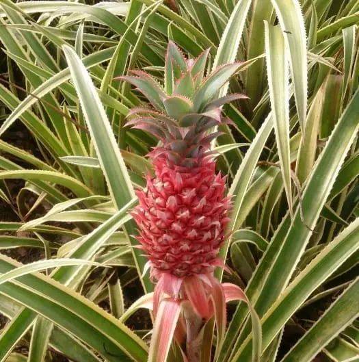 看了这少女感十足的粉红色菠萝我有点方