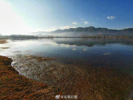 会泽|念湖如何成为鸟之乐园