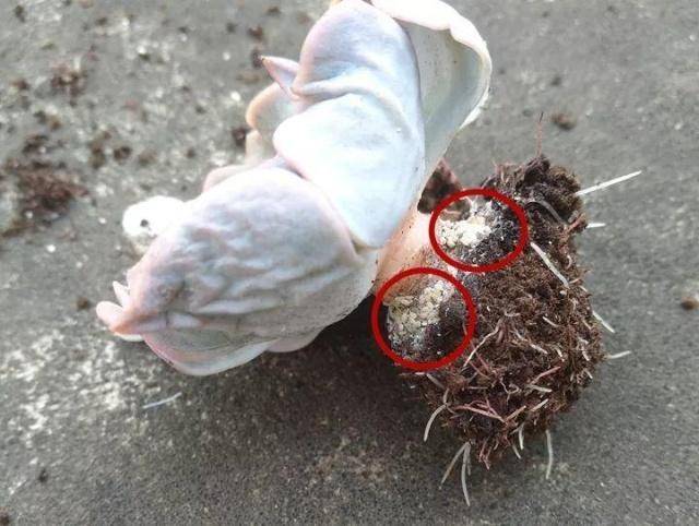 多肉长了小白虫,教你1招消灭掉,免得所有花都被传染!_虫子_位置_菠萝