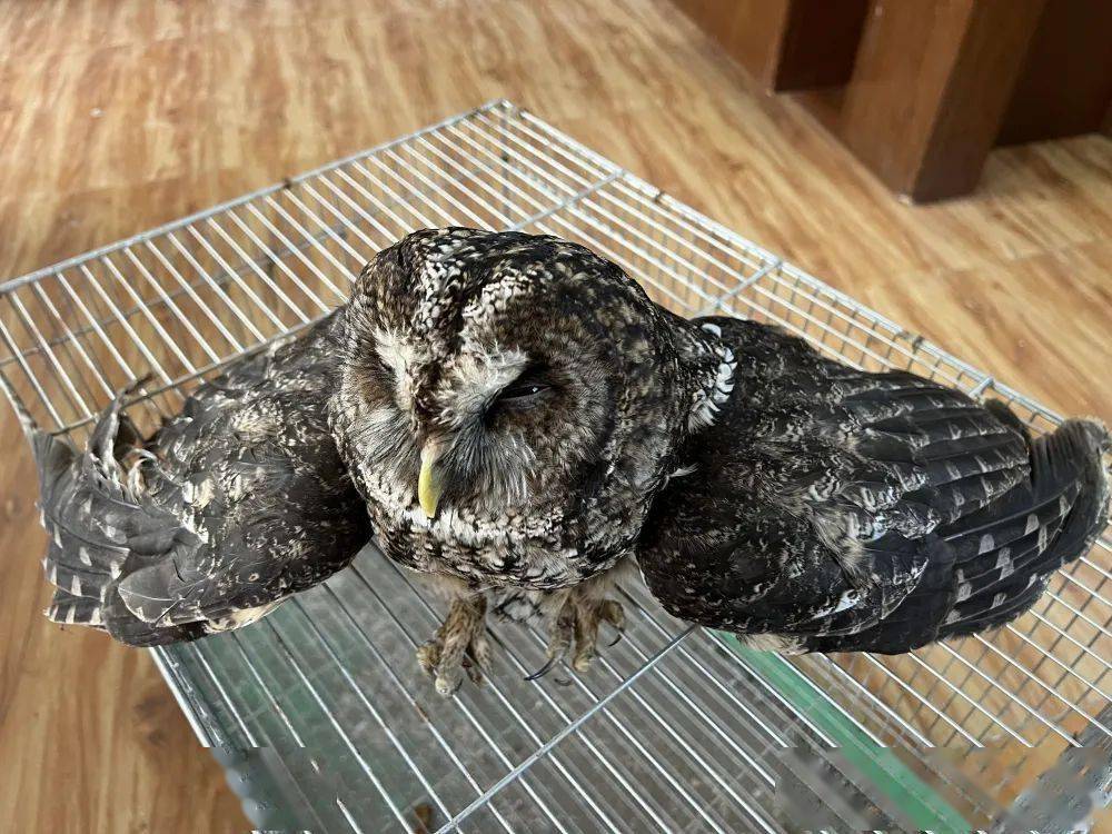 公安一村民发现一只怪鸟竟是只