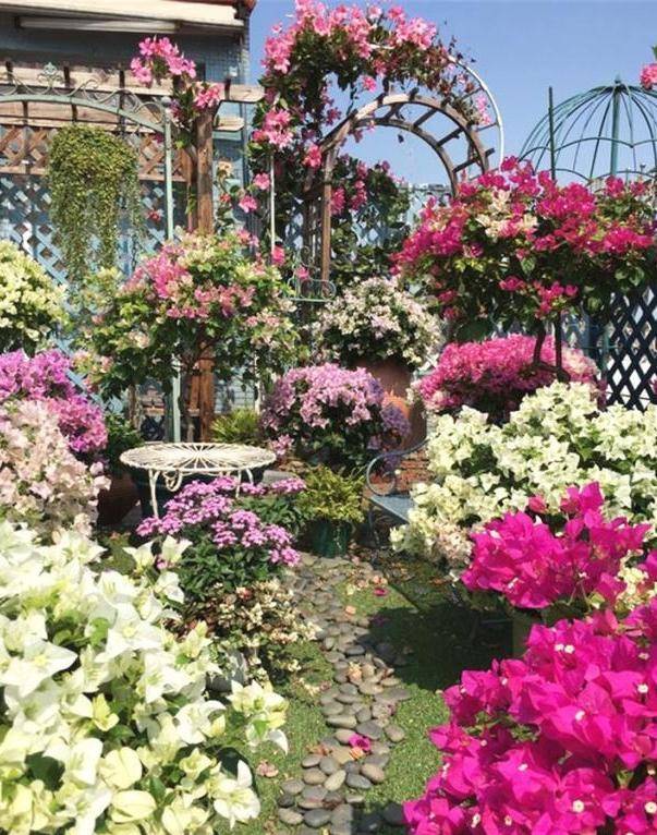 巴西三角梅化身"紫蟒",爬上7层高楼,身高十来米,宛如花瀑布_种植_枝干