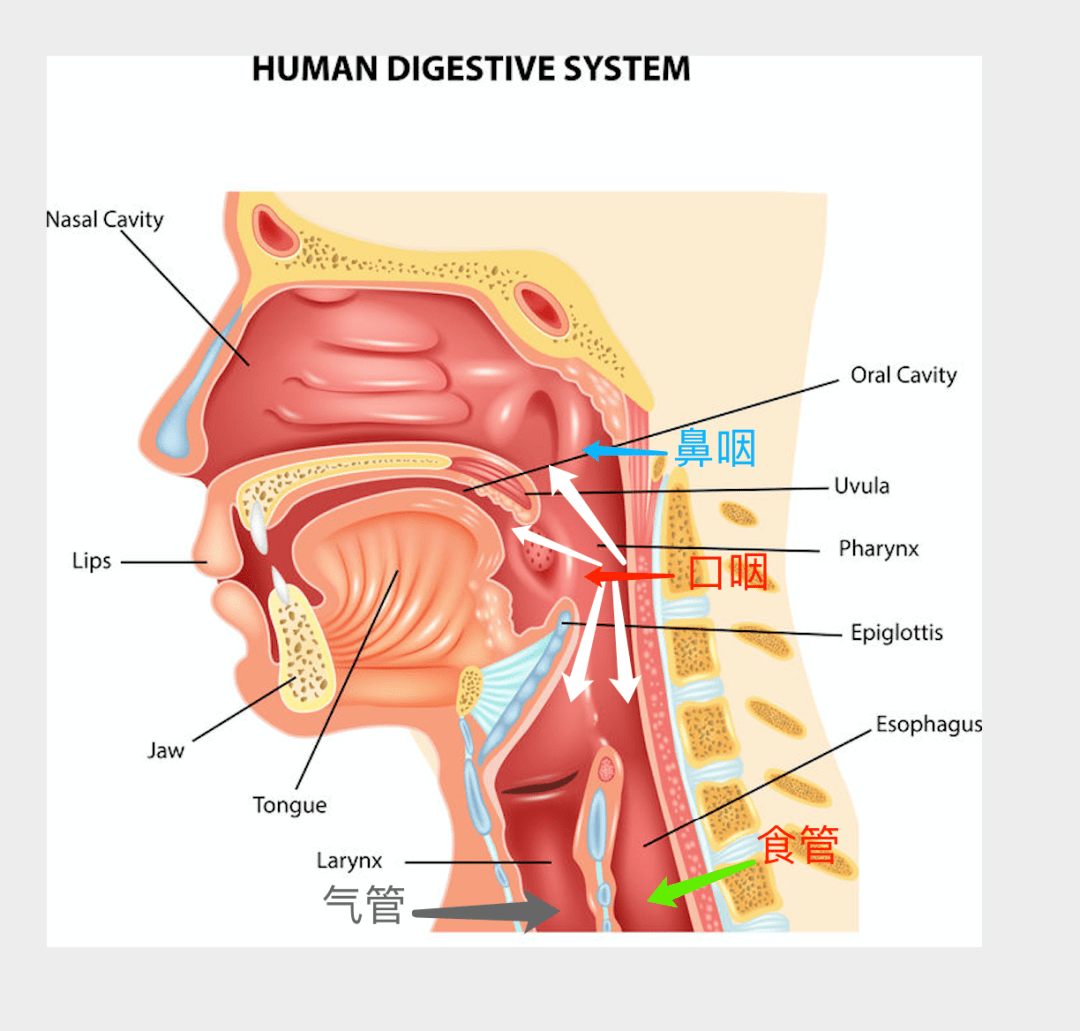 我们俗称的咽部,按照医学解剖术语来说,属于口咽的范畴(红色箭头)