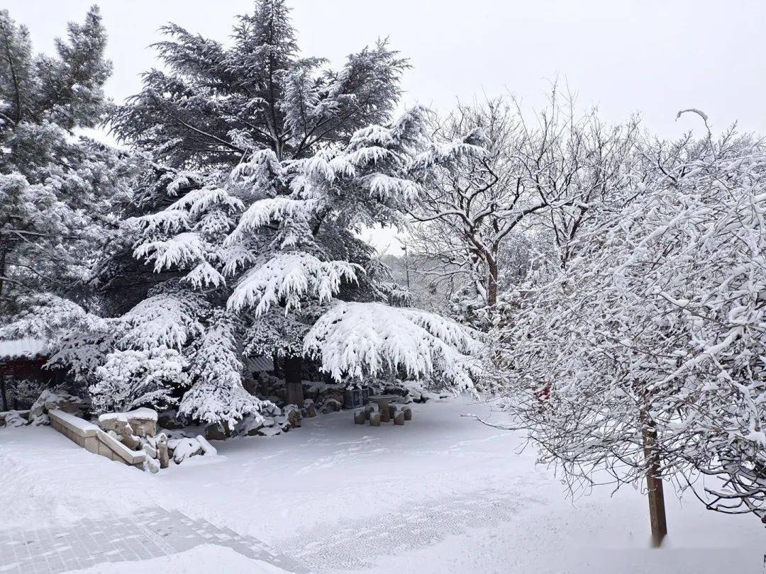 蓬莱|“雪窝”烟台变妆照，惊艳了全国！珍藏！