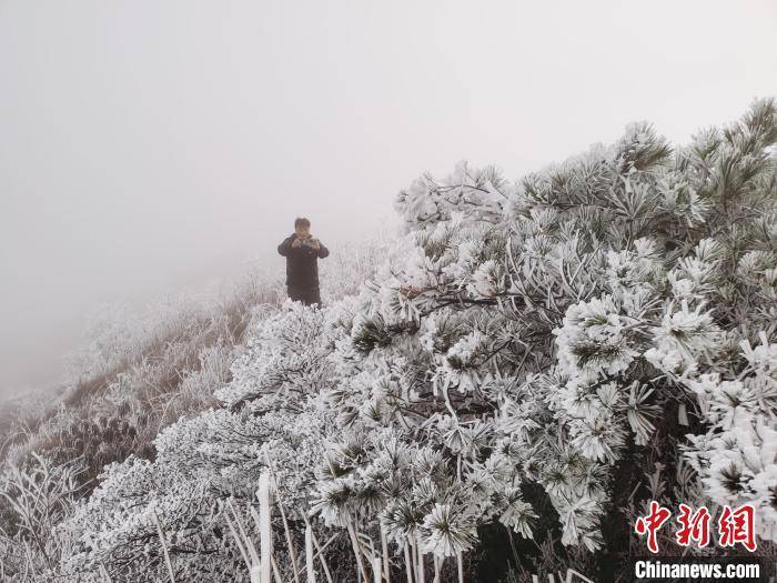 白云山|福建宁德世界地质公园现雾凇冰挂 银装素裹引游人