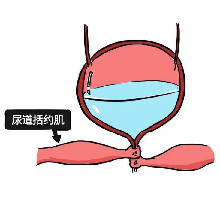 尿液的出口:尿道膀胱的下方不停蓄积尿液就像个有弹性的大水袋膀胱