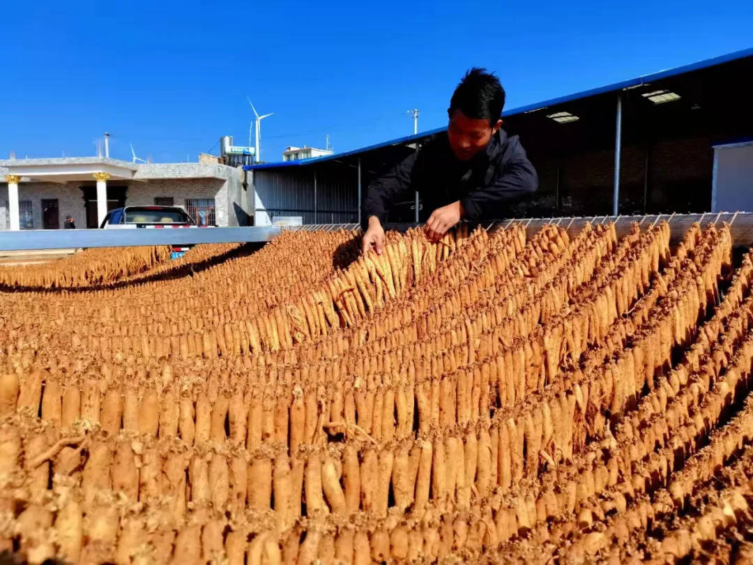 【五五攻坚行动】海拉镇:2万亩党参成群众致富"良药"_种植_社区_威宁