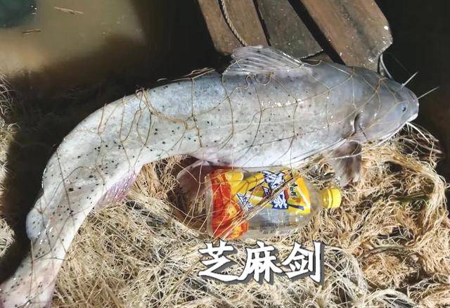 濒危鱼类"芝麻剑",真是吃出来的危机?_保护_罗甸县_水系