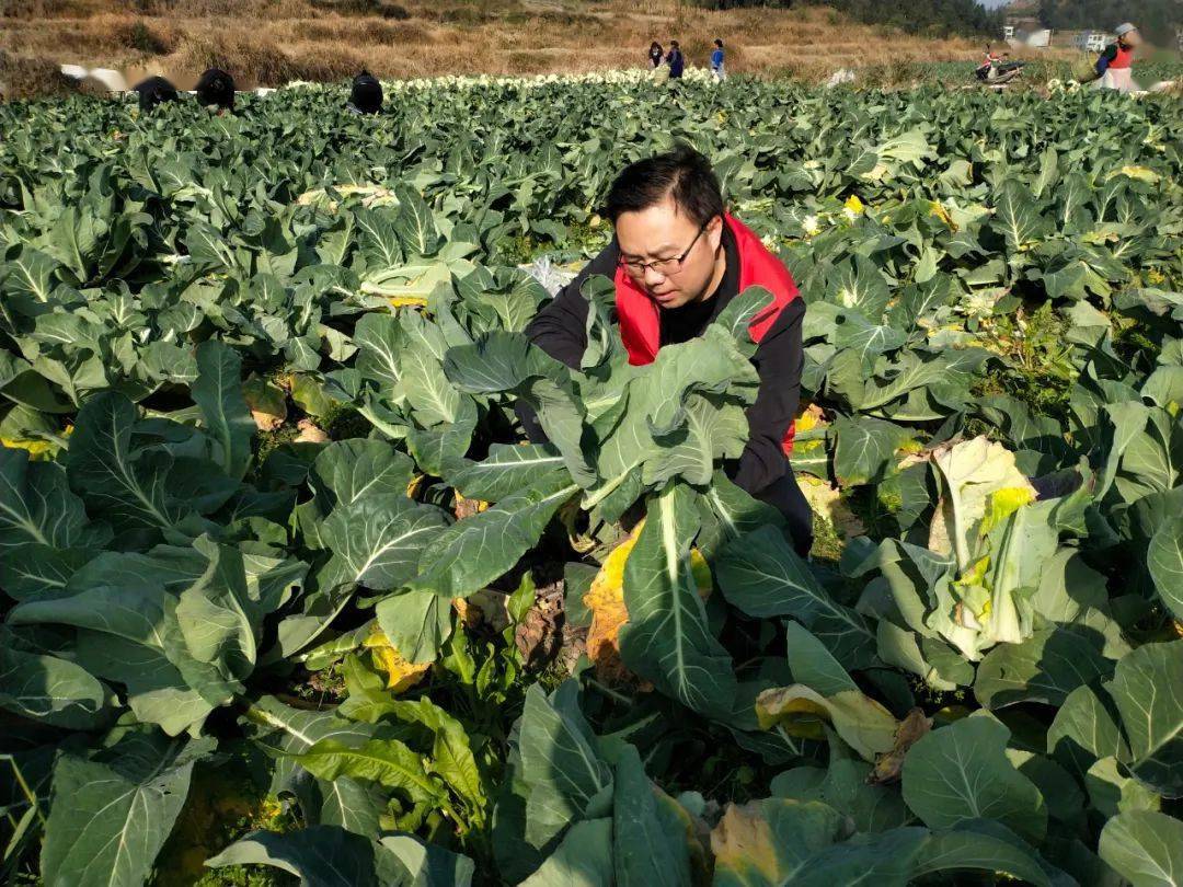 周覃鎮心合村:產業振興讓松花菜成為群眾的