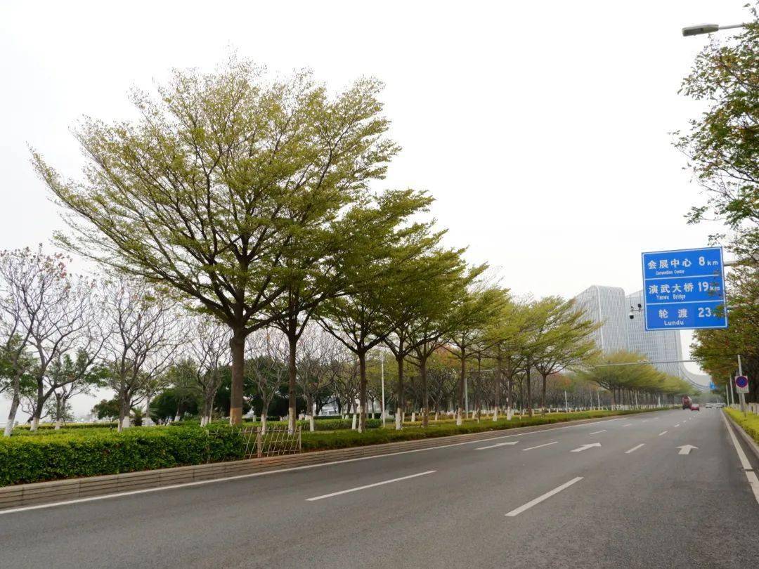 我为群众办实事补植行道树打造公路绿化主心骨