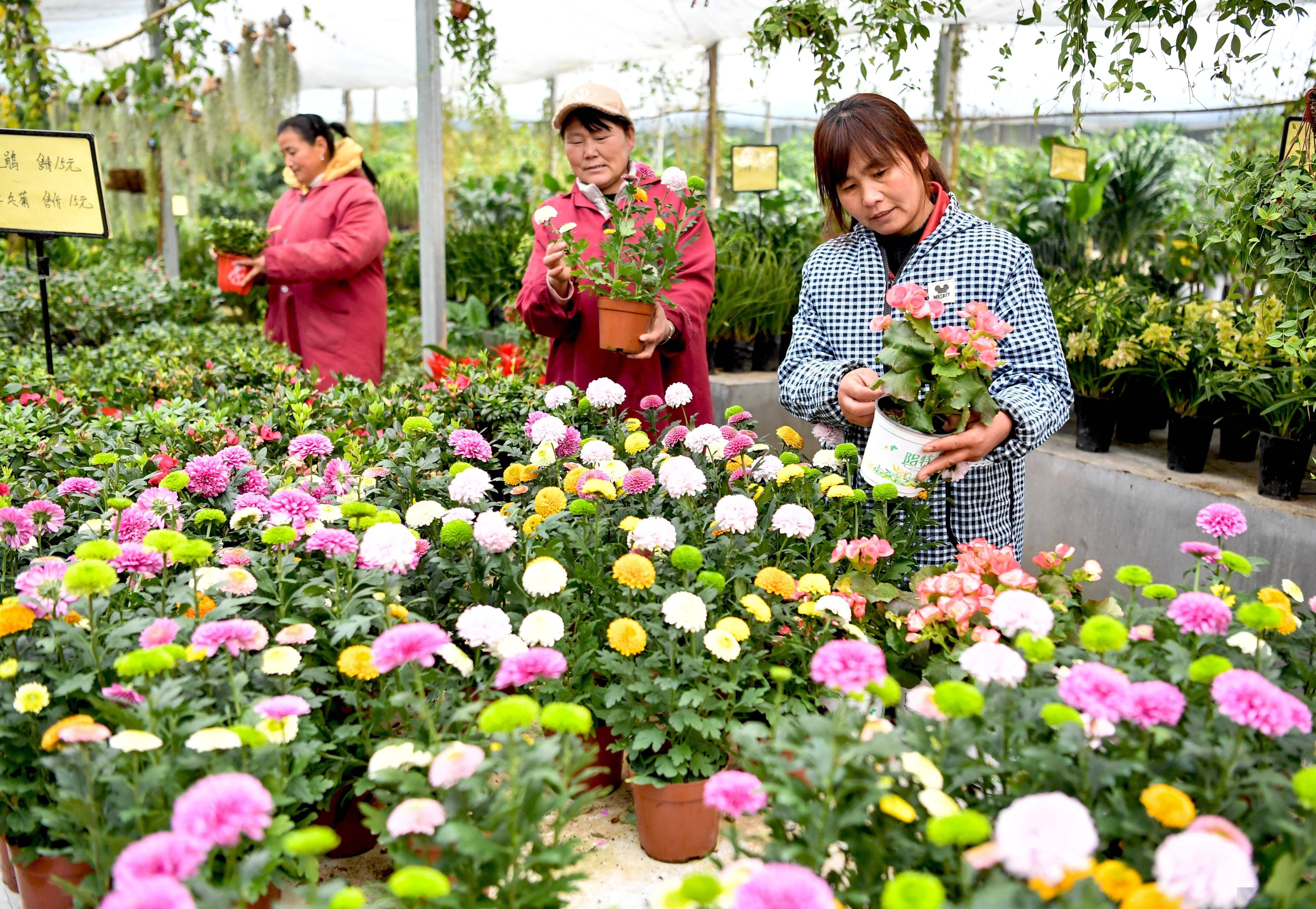 做好"花"样文章 助力乡村"美丽经济"_安徽省_花卉_肥西县