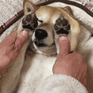 狗子jiojio臭是咋回事