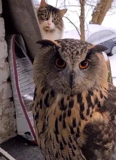 国外一只猫头鹰扭着头看猫咪吓得猫咪迅速逃跑也许猫都见过头部能这样