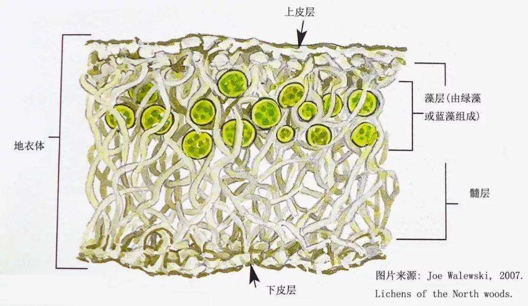 绿藻结构图图片