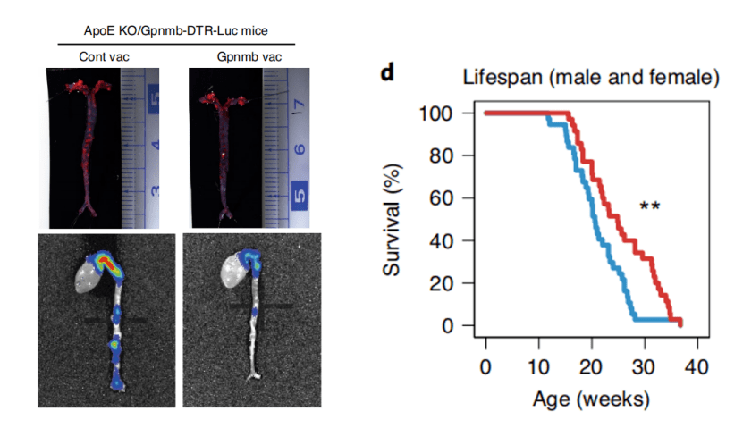 Gpnmb|《自然》子刊：抗衰老疫苗诞生！日本科学家开发可靶向清除衰老细胞的疫苗，能有效延缓小鼠的衰老过程丨科学大发现