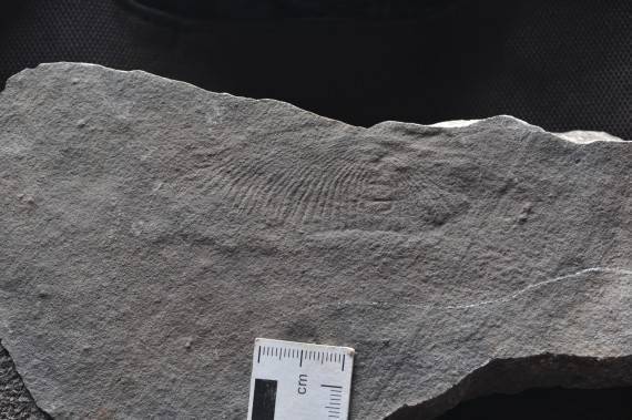 化石|远古发现丨2021年这些有关“远古”的新发现，哪个曾让你大吃一惊？