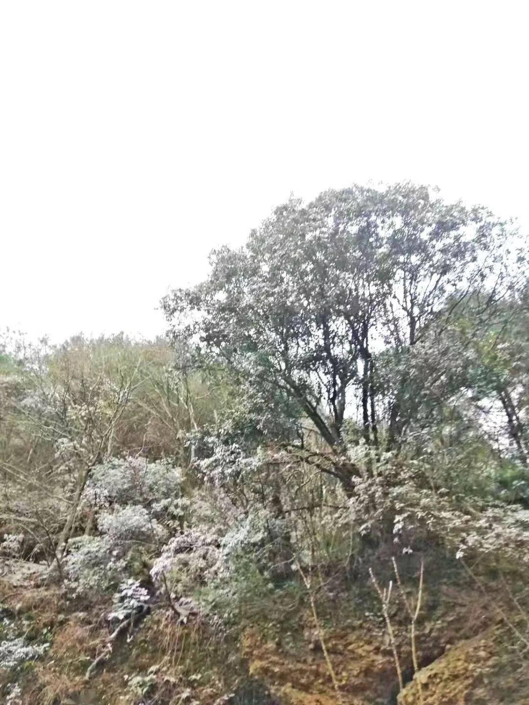 2021年的第一场雪月坝 天曌山 漫天岭换上雪装美翻了