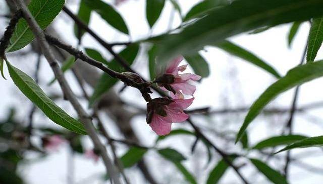 秋天桃樹開花是怎麼回事_土壤_消毒_桃花