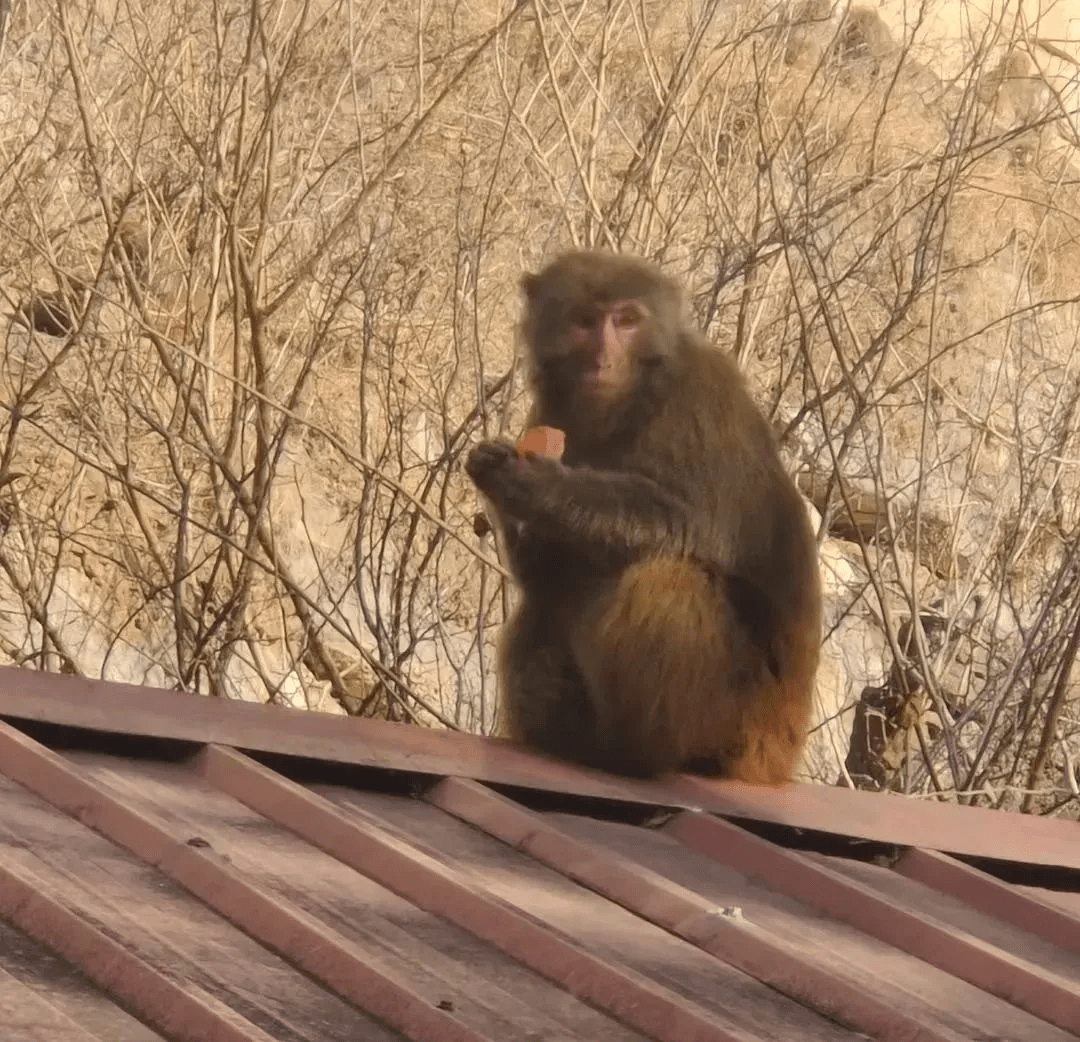 2019动物篇（44）：快乐的小猴子_生态_POCO摄影,生态,动物,猴子