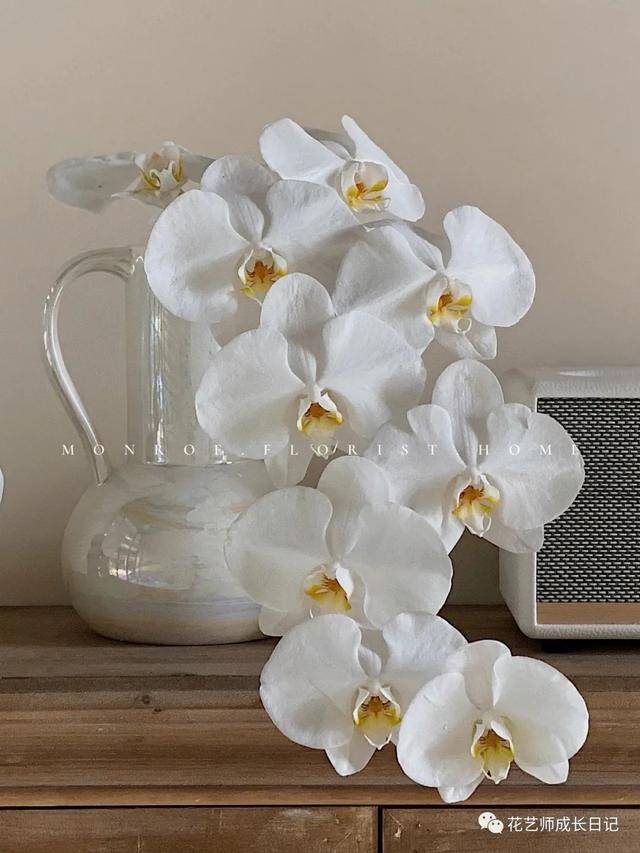 每日一花 蝴蝶兰 脆弱的高级感 Vol 8 Photo 白色 时候 每日一花 蝴蝶兰 脆弱的高级感 Vol 8 Photo 白色 时候