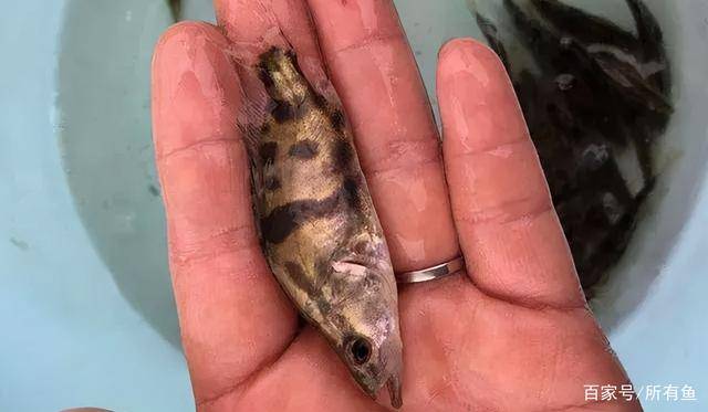 寄生虫对鳜鱼苗种危害最大 常造成大批死亡 如何防治 养殖 管理 建议