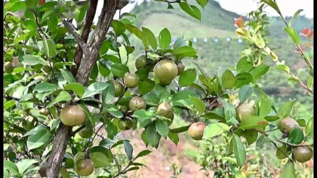 长寿之乡广西东兰油茶加工忙榨出致富油