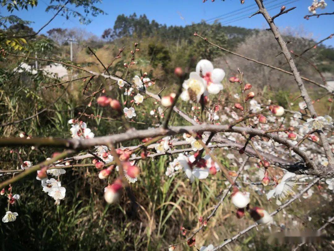 揭西良田梅花图片