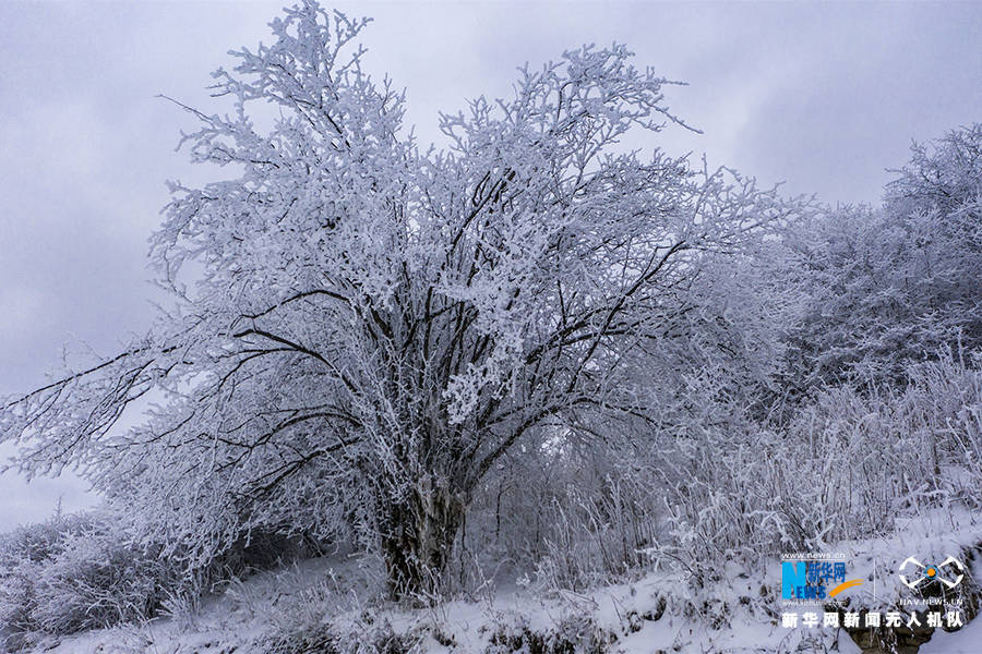 寒潮|重庆巫溪：冰雪奇缘秘境红池 这里的雪过分美丽